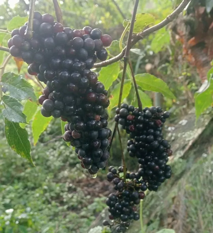 **UVA PARRA (Vitis tiliifolia H.) 500g