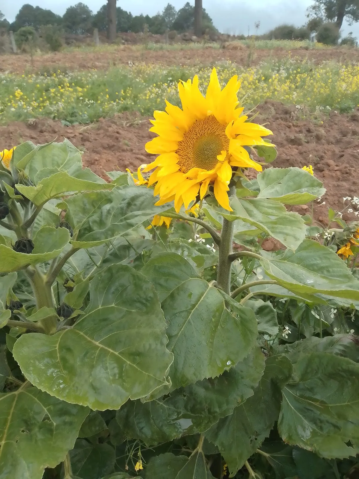 *** FLOR DE GIRASOL (PIEZA)