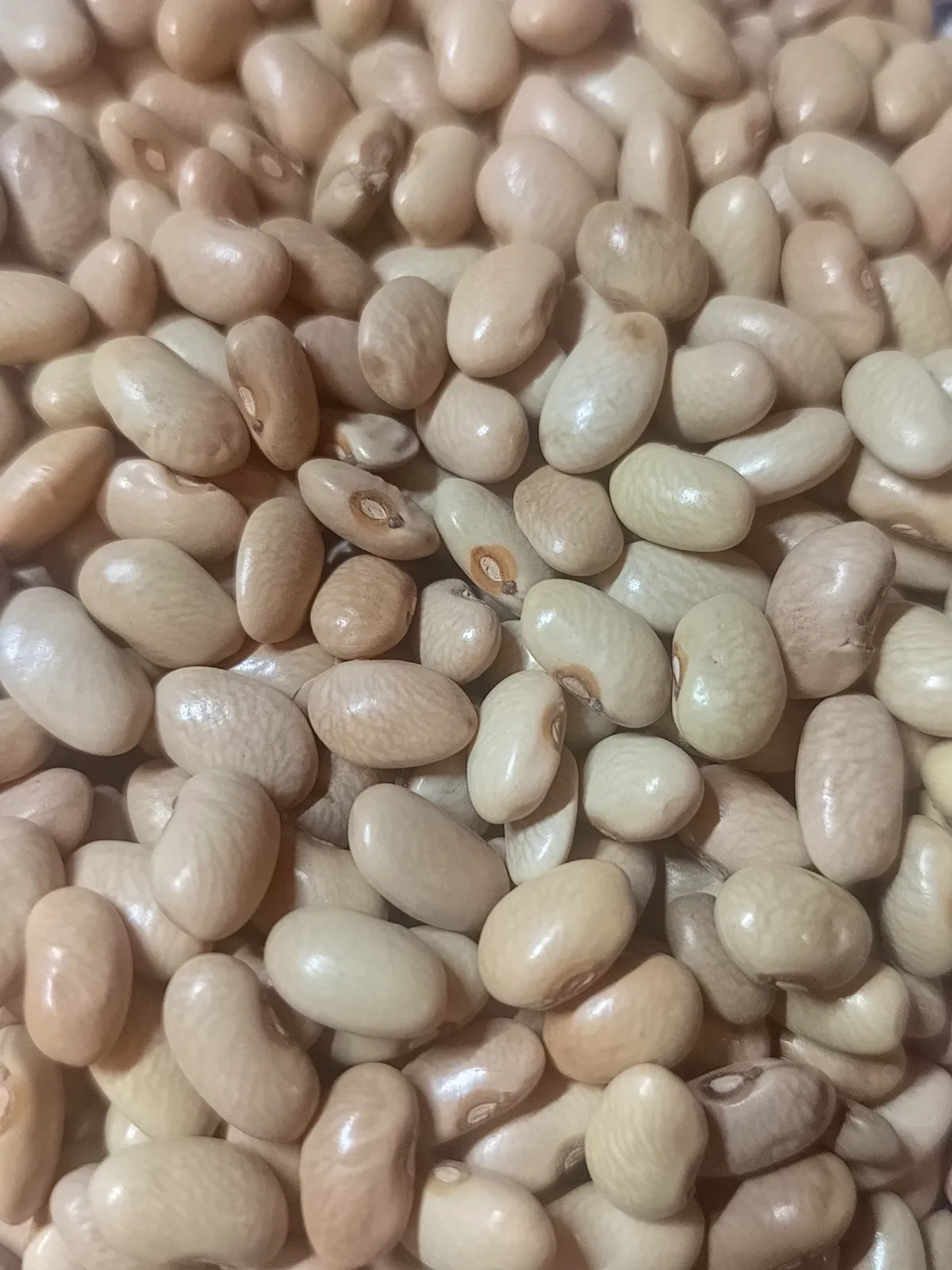 * FRIJOL MANTEQUILLA, 1 kg