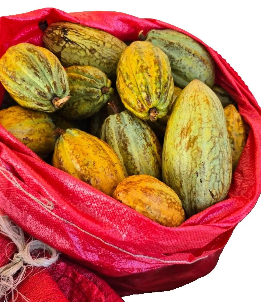 ><><CACAO FERMENTADO CHIAPAS, 250 G><><