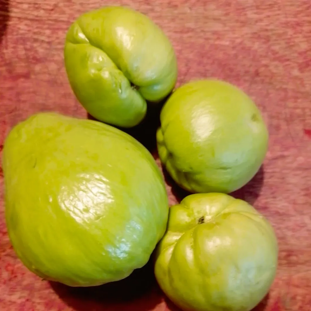 * CHAYOTE recio , 500 g